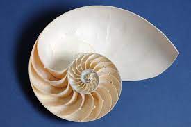 Progressions of Nature